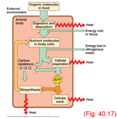 - Animals use chemical energy from food
- ATP produced by cellular respiration is used for cellular work, growth, biosynthesis, repair
- All process are inefficient: ~60% of total energy in any food is converted to ATP and 40% is lost as heat