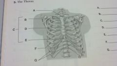 the thorax