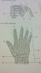 hand and wrist