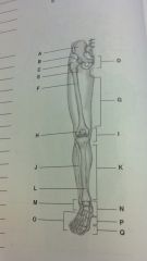 lower extremity