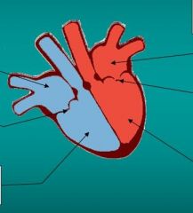 Στην παραπάνω εικόνα απεικονίζεται η ανθρώπινη καρδιά. Μπορείς να ονομάσεις τις περιοχές που σου δείχνουν τα βέλη;