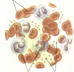 Η παραπάνω εικόνα απεικονίζει τα κύτταρα από τα οποία αποτελείται το αίμα. Μπορείς να ονομάσεις τα κύτταρα που σου δείχνουν τα βέλη;