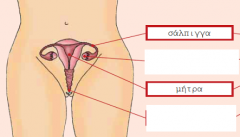 Η εικόνα αυτή απεικονίζει τα γεννητικά όργανα μιας γυναίκας. Ονομάτισε τα κενά κουτάκια.