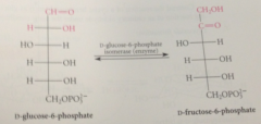 D-glucose-6-phosphate isomerase & involves enediol intermediate
