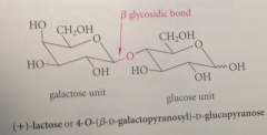 2 monosaccharides connected by a glycosidic linkage