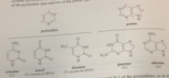 derived from 2 heterocyclic ring systems: pyrimidine & purine