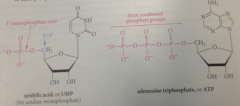 single phosphate group or 2/3 phosphate groups condensed in phosphoric anhydride linkages