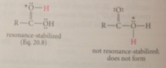 It does not give a resonance-stabilized cation & positive charge on oxygen destabilized by polar effect of carbonyl group