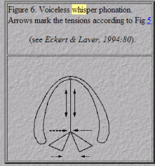 Whisper phonation (Fig.6) is characterized by a triangular opening of the cartilaginous glottis (the shape of an inverted Y). Adductive tension is very low and medial compression, as well as longitudinal tension, are moderately high.

Whisper sound qual