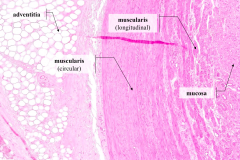 Muscularis (longitudinal)