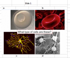 What is image a slide 1? What are the distinguishing features?