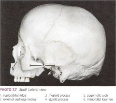 skull features 1.3.5.