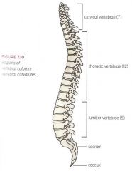 5 main regions of the axial vertebral column and numbers