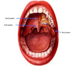 hard palate 
soft palate
buccinator muscle laterally
tongue and supporting muscles