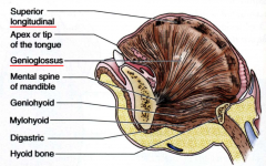 genioglossus attaching to mental spine on mandible
superior longitudinal, lateral fibers