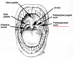 palatoglossal arch to tongue (palatoglossal muscle under membrane, vagus innervation [not hypoglossal], lifts tongue)
palatopharyngeal arch to


uvula hanging down off soft palate