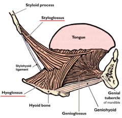 styloglossus above-- lifts (styloid process)


hyoglossus below-- depresses (hyoid bone)