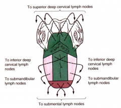 crosses tongue (issue with chewing tobacco, cancer spread to lymph)
submental nodes, deep cervical lymph nodes
jugulo-digastric node
jugulo-omohyoid node