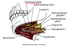 deep to mylohyoid muscle, on lateral side of hyoglossus muscle
lingual nerve and hypoglossal nerve with it
submandibular duct from submandibular gland connects
sends saliva to papillae under tongue
parasympathetic innervation through geniculate ga...