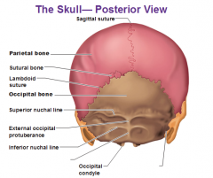 articulates with the temporal bones and parietal bones 
Forms the posterior cranial fossa 
Superior and inferior nuchal lines 
occipital condyles
Hypoglossal canal through which CN XII runs 
Foramen magnum located at its base
