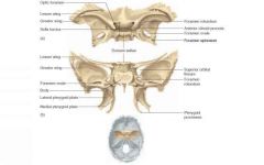 Spans the width of the cranial floor
Resembles a butterfly or bat
The superior part of the body bears a saddle shaped prominence called sella turcica
The seat of this saddle contains the hypophyseal fossa which holds the pituitary gland 
Greater w...