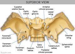 Superior orbital fissure : long slit between greater and lesser wings
Optic canal: lies just anterior to sella Tursica
Foramen Rotundum: in medial part of greater wing 
Foramen Oval : Posteriolateral to foramen Rotundum
Foramen Spinosum : Posterio...
