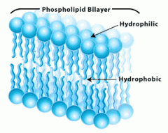 phospholipid bilayer