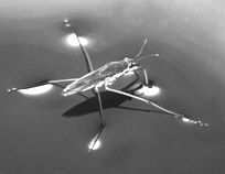 The water strider shown in the figure above is able to stand on water because of the ____ of water.