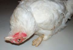 If avian influenza or velogenic newcastle disease is suspected what must we do ?