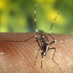 Vector for dengue and zika. (not important in YF)Mainly rural, peri-urban and sometimes urban.
Diurnally active, mainly outdoors.
Range of hosts in addition to humans.


Responsible for epidemics of dengue/chikingunya outbreaks in Europe as becomi...