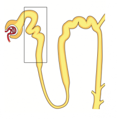 Mannitol
- ↑ Tubular fluid osmolarity
- Produces ↑ urine flow
- ↓ Intracranial / intraocular pressure