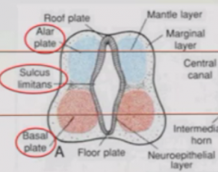 Bump between basal and alar plate that separates motor and sensory regions of spinal cord. Continues into adulthood.