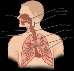 The structure of the respiratory epithelium changes along the respiratory tract