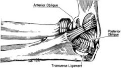 The MCL (also known as the medial ulnar collateral) is an important dynamic stabilizer of the medial elbow that can become attenuated and rupture in throwing athletes leading to pain, valgus instability, and loss of throwing velocity.  Morrey et a...