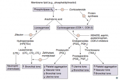 Phospholipase A2

- Inhibited by corticosteroids