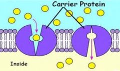 Transport proteins