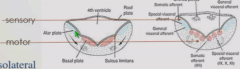Fourth ventricle roof that closes ove rpushes alar plates to lateral side.
Sensory region is dorsolateral
Motor domainsi is ventromedial.