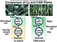 The light reaction which happens during the day for all plants. uptake of CO2 which C4 plants do in mesophyll cells, and CAM plants do at night. Carbon fixation which C4 plants do in bundle sheath cells, and CAM plants do in mesophyll cell.