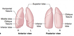 - Right lung has 3 lobes
- Left has Less Lobes (2) + Lingula