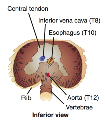 Structures perforating the diaphragm:
- T8: IVC
- T10: esophagus and vagus (CN X)
- T12: aorta, thoracic duct, azygos vein

I (IVC) ate (8) ten (10) eggs (esophagus) at (aorta) twelve (12)

Also "At T-1-2 it's the red, white, and blue" (red...