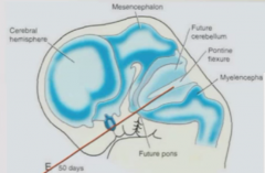 Forms in pointine-medullary region. Called pontine flexure.
Tucks developing brainstem underneath cerebellum so end up with adult organization of cerebral cortex, midbrain, cerebellum, and hindbrain.