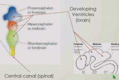 As forebrain, midbrain, and hindbrain grow, form ventricles. 
Ventricles are continuous with central canal of spinal cord which it uses to communicate, drainage, support material, and provides CSF fluid-filled bath for buoyancy, pressure, position.