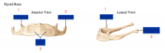 Parts of the Hyoid Bone : 
 
-Body
-Lesser Horn
-Greater Horn