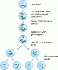 Chromosomes make a identical copies of themselves, whilst they're in the parent cell
Similar chromosomes pair up
Sections of DNA get swapped
Pairs of chromosomes divide - into diploid cells
They then split - creating haploid cells