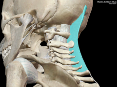 a ligament at the back of the neck that is continuous with the supraspinous ligament