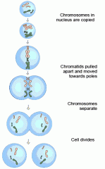 1. Chromosomes in the nucleus are copied
2. Chromatids pulled apart and moved towards the poles
3. Chromosomes separate
4. Cell divides