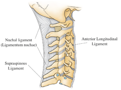 a ligament found along the vertebral column
