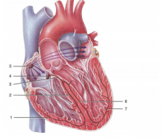 Label the illustration of the electrical conduction pathway in the heart.