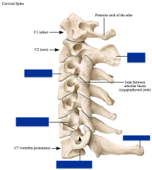 Cervical Spine :


 


-vertebral body


-spinous process


-transverse process


-transverse foramina


 