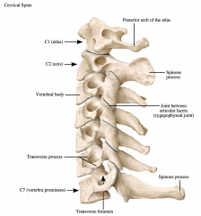 -vertebral body​


-spinous process


-transverse process


-transverse foramina